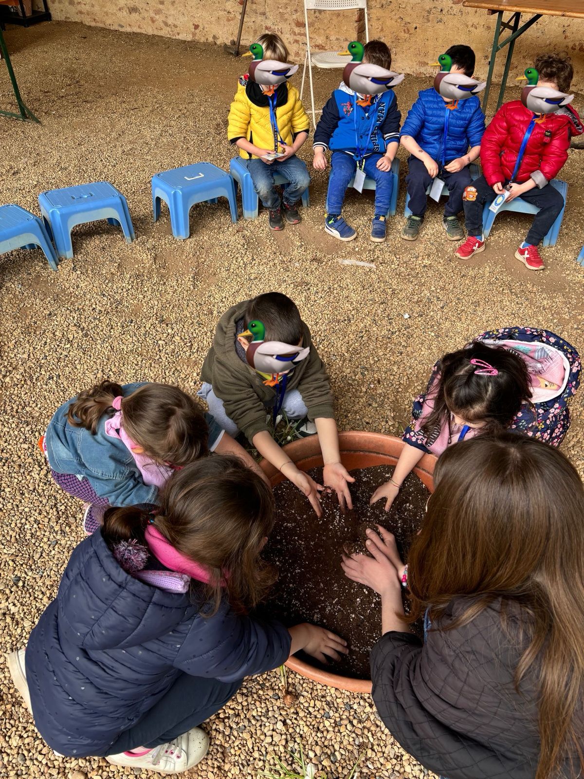 Attività degli Anatroccoli