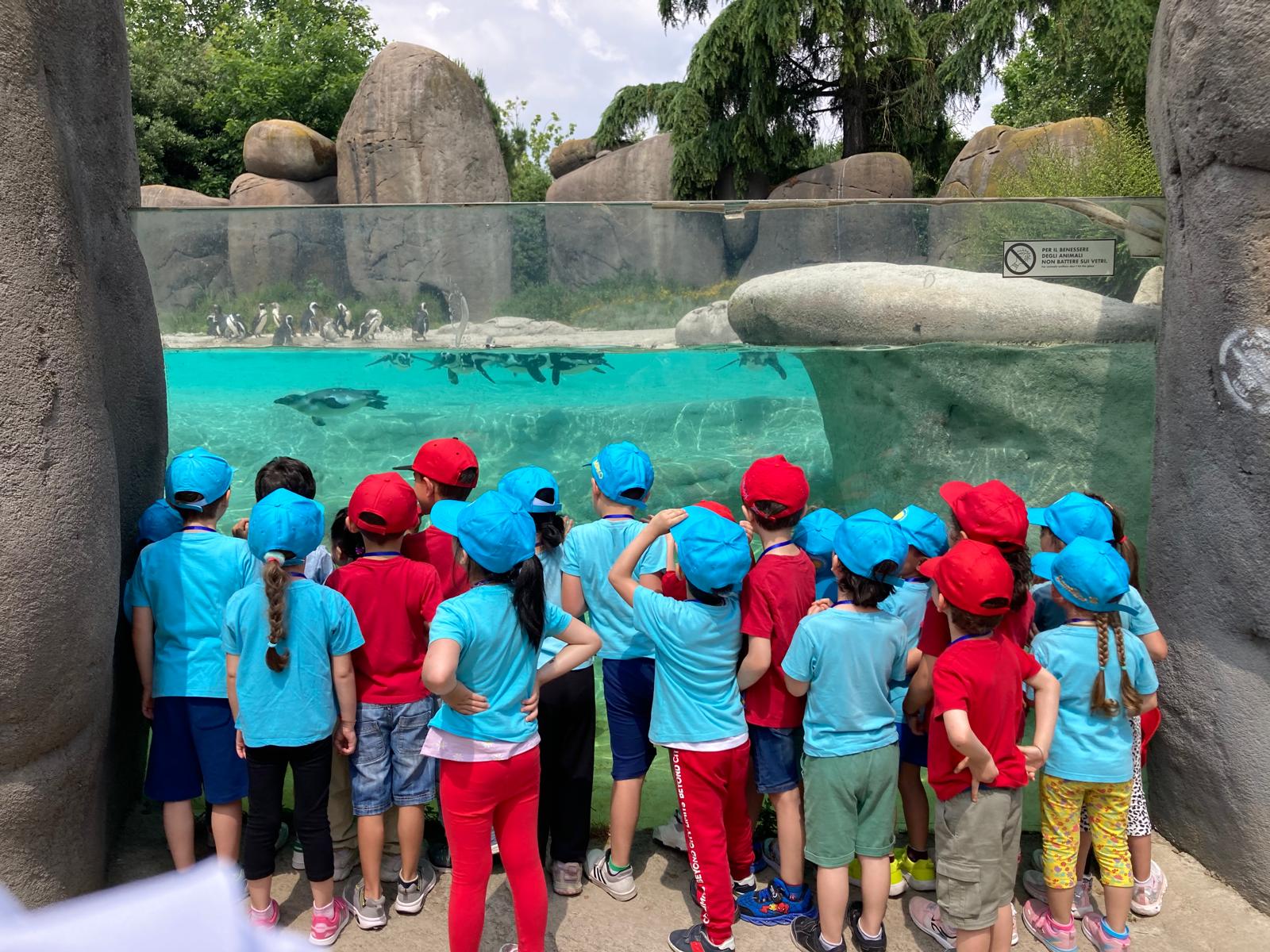 Attività dei Delfini