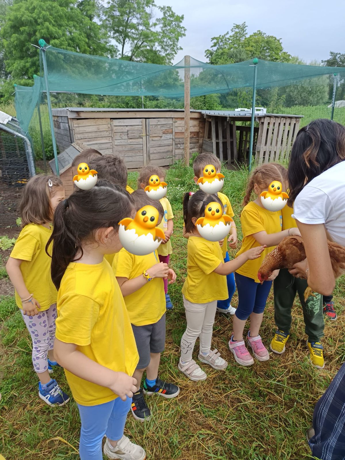 Attività dei Pulcini 2